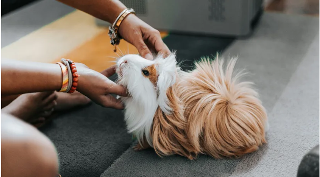 5 Types Of Pets You Can Buy News Terminal 5 Types Of Pets You Can Buy News Terminal
